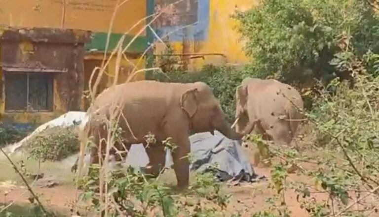 रांची के रातु थाना क्षेत्र में जंगली हाथियों का आतंक, दहशत में लोग