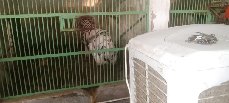 ओरमांझी जू में वन्य प्राणी भी उठा रहे कूलर और खास आहार का आनंद