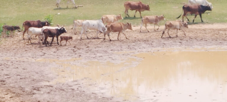 सूख गये नदी-तालाब, पानी के लिए भटक रहे हैं मवेशी