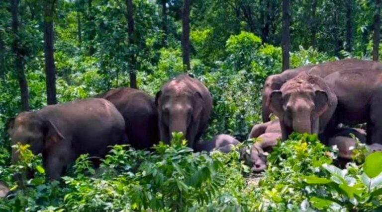 नगड़ी में गजराजों का कहर! वन क्षेत्र में दहशत, किसान बेहाल