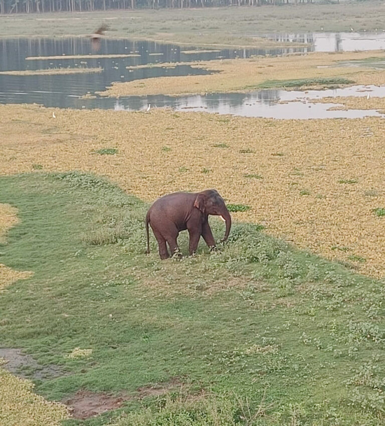 रूक्का डैम के पास जंगली हाथी की दस्तक, सालहन बस्ती की ओर बढ़ने से दहशत रूक्का डैम के पास जंगली हाथी की दस्तक, सालहन बस्ती की ओर बढ़ने से दहशत