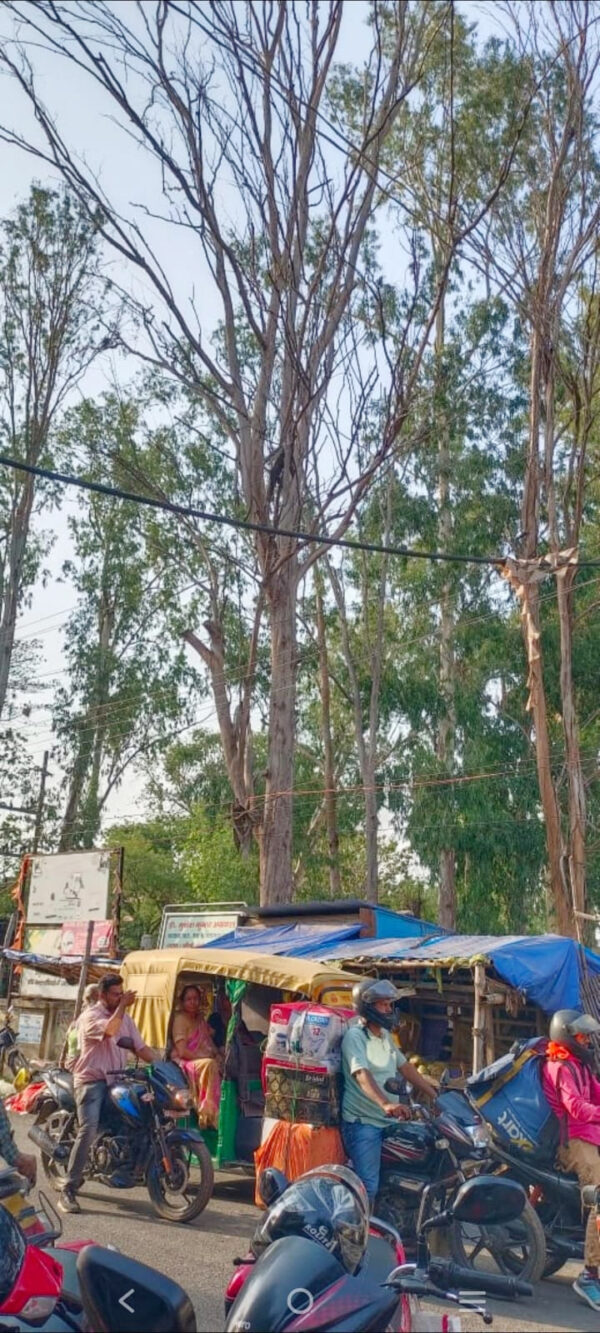 कांके में हादसे को दावत दे रहा है विशाल सुखा पेड़, स्थानीय लोगों ने की अविलंब हटाने की मांग