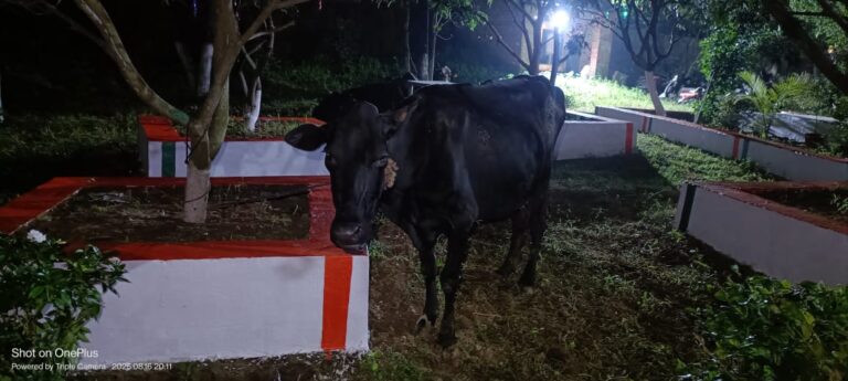 अवैध मवेशी तस्करी का भंडाफोड़, चार मवेशी लदे वाहन जब्त