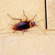 कॉकरोच से छुटकारे का सुरक्षित उपाय: जेल-आधारित चारा कॉकरोच से छुटकारे का सुरक्षित उपाय: जेल-आधारित चारा