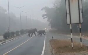 हाथियों का आतंक, एनएच-33 पर आ धमका विशालकाय हाथी