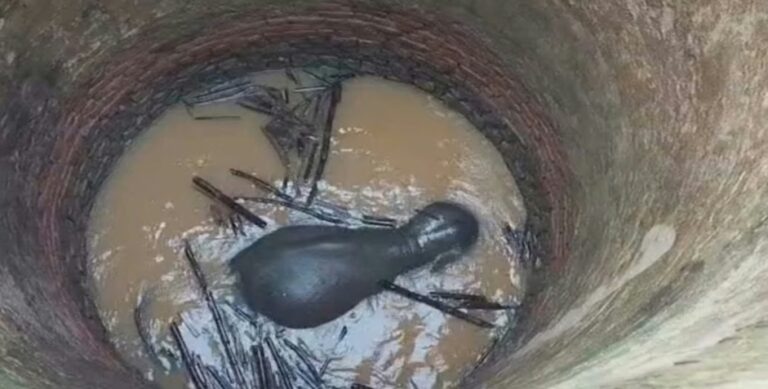 झारखंड में बड़ा रेस्क्यू मिशन, कुएं में गिरे हाथी को निकालने की कोशिश झारखंड में बड़ा रेस्क्यू मिशन, कुएं में गिरे हाथी को निकालने की कोशिश