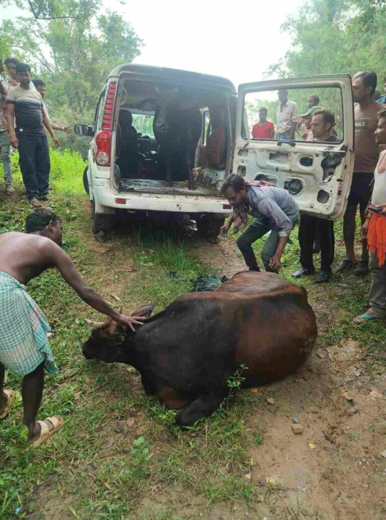 गौ तस्करी की आशंका में स्कॉर्पियो जब्त, दो गाय बरामद गौ तस्करी की आशंका में स्कॉर्पियो जब्त, दो गाय बरामद