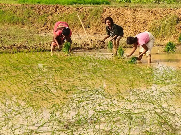 धान रोपनी से गूंजे खेत, किसानों की मेहनत से हरियाली की नई उम्मीद धान रोपनी से गूंजे खेत, किसानों की मेहनत से हरियाली की नई उम्मीद