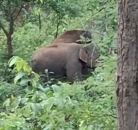 कोडरमा शहर में ‘गजराज’ की दस्तक, आधी रात को मची अफरा-तफरी कोडरमा शहर में 'गजराज' की दस्तक, आधी रात को मची अफरा-तफरी