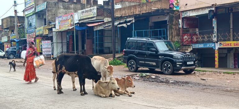 सड़कों पर आवारा मवेशियों का डेरा, बढ़ रहा हादसों का खतरा