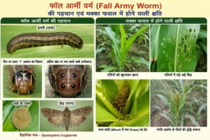 मक्का की फसल पर फॉल आर्मी वर्म का खतरा, कृषि विभाग ने किसानों को किया सतर्क