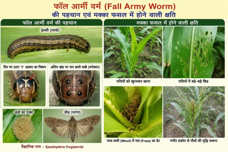 मक्का की फसल पर फॉल आर्मी वर्म का खतरा, कृषि विभाग ने किसानों को किया सतर्क मक्का की फसल पर फॉल आर्मी वर्म का खतरा, कृषि विभाग ने किसानों को किया सतर्क