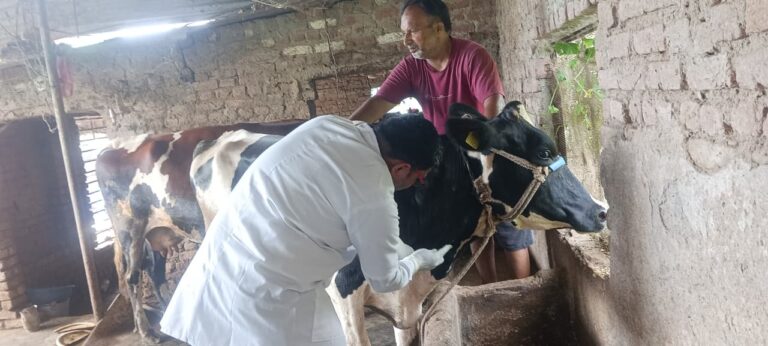 पौड़ी में लंपी जैसे लक्षणों से पशुपालन विभाग अलर्ट, जांच के लिए नमूने भेजे पौड़ी में लंपी जैसे लक्षणों से पशुपालन विभाग अलर्ट, जांच के लिए नमूने भेजे