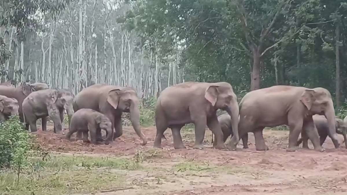 गुमला के जंगल में पहुंचे 17 जंगली हाथी
