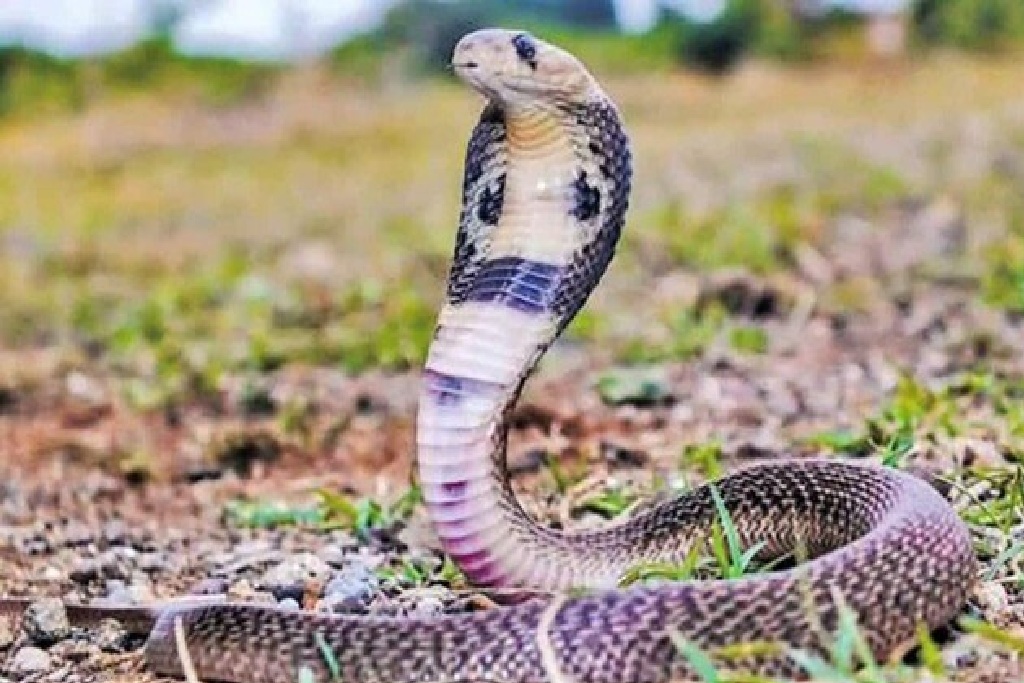 सांप के डसने से सगे भाई-बहन की मौत