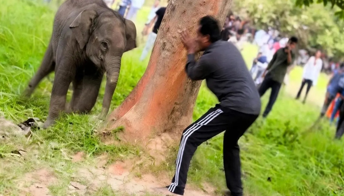 वन विभाग ने किया रेस्क्यू