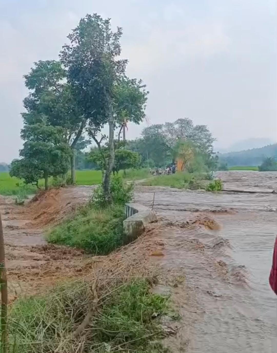 खेरबैड़ा डैम टूटा, खेतों में तबाही; धान की फसल बर्बाद