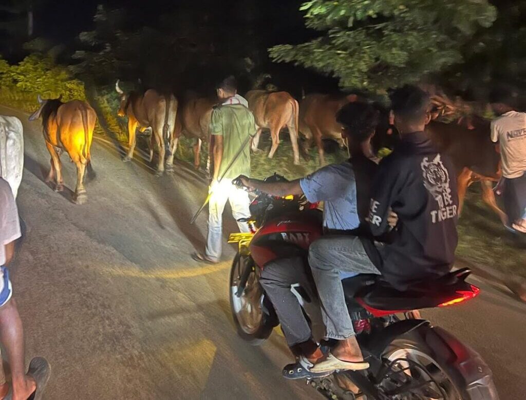 छाता नदी किनारे झाड़ियों में मिले 10 गौवंश, तस्करी की आशंका